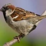 Sample 3 – House sparrow