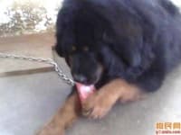 Sample 6 – Tibetan mastiff
