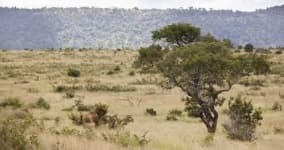 Sample 5 – Savanna