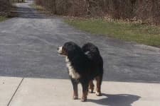 Sample 6 – Bernese mountain dog