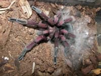 Sample 2 – Spider