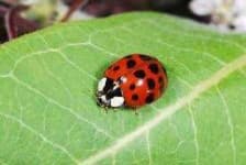 Sample 3 – Ladybugs
