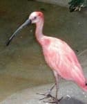 Sample 5 – Ibis