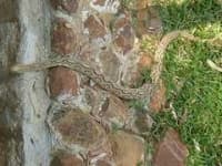 Sample 4 – Rock python
