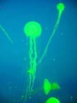 Sample 3 – Jellyfish