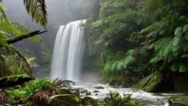 Sample 6 – Jungle