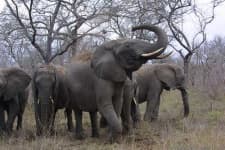 Sample 2 – Tusker