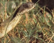 Sample 4 – Hognose snake