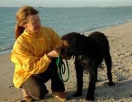 Sample 5 – Irish water spaniel