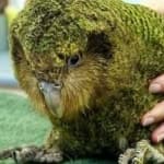 Sample 6 – Kakapo