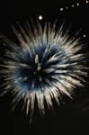 Sample 5 – Sea urchin