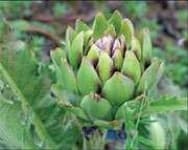 Sample 6 – Artichoke