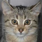 Sample 6 – Cat face