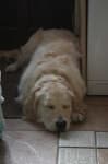 Sample 4 – Golden retriever