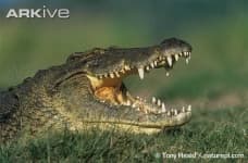 Sample 1 – African crocodile