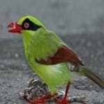 Sample 5 – Green magpie