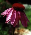 Sample 6 – Purple coneflower