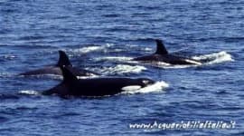 Sample 3 – Killer whale