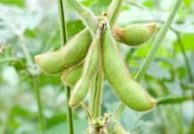 Sample 4 – Soy