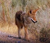 Sample 1 – Coyote