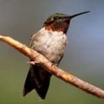 Sample 4 – Ruby throated hummingbird