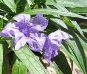 Sample 1 – Mexican petunia