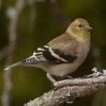Sample 4 – American goldfinch