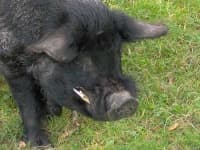 Sample 1 – Wild boar