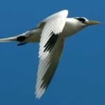 Sample 4 – White tailed tropic