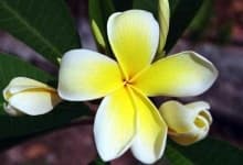 Sample 3 – Frangipani