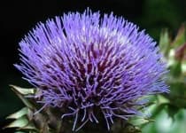 Sample 8 – Artichoke flower