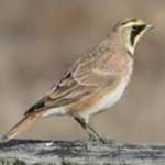 Sample 3 – Horned lark