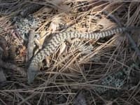 Sample 4 – Alligator lizard