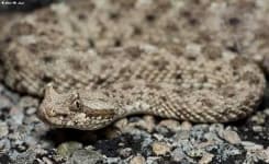 Sample 6 – Sidewinder