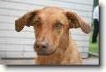 Sample 5 – Chesapeake bay retriever