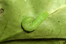 Sample of Caterpillar