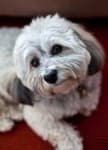 Sample 5 – Havanese