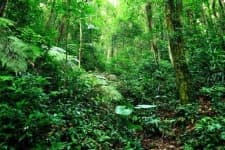 Sample 5 – Jungle
