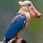 Sample 5 – Stork billed kingfisher
