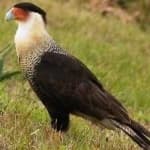 Sample 4 – Crested caracara