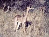 Sample 6 – Gerenuk