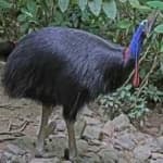 Sample 6 – Cassowary