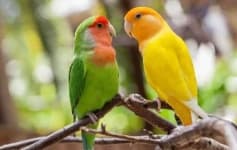 Sample 1 – Lovebird