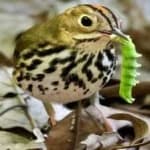 Sample 1 – Ovenbird