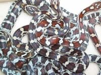 Sample 5 – Horned viper