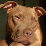 Sample 1 – Pit bull