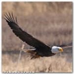 Sample 3 – Bald eagle