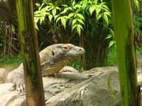 Sample 5 – Komodo dragon