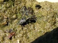 Sample 3 – Ground beetle