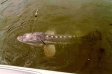 Sample 5 – Sturgeon
